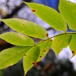 9 Leaves